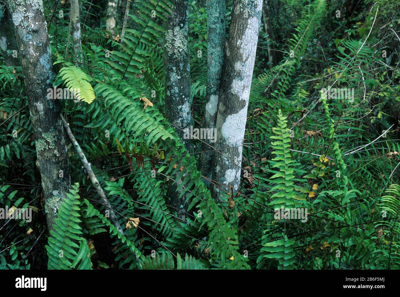 Ferns Lungo La Passerella Di Big Cypress Bend, Fakahatchee Strand State Preserve, Florida Foto Stock