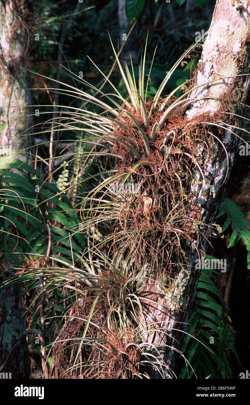 Epiphyte Lungo Il Boardwalk Nature Trail, Corkscrew Swamp Sanctuary, Florida Foto Stock