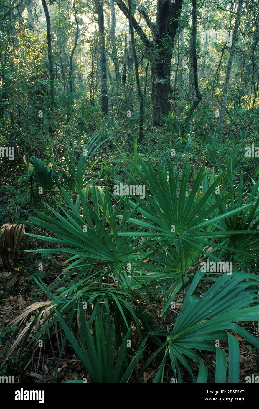 Foresta Lungo Willie Browne Trail, Timucuan Ecological & Historic Preserve, Florida Foto Stock