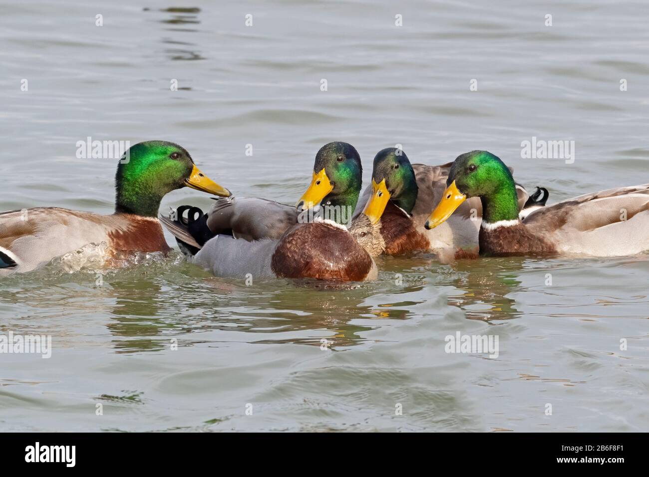 Un gruppo di Ducks Mallard maschio Surround una femmina Foto Stock
