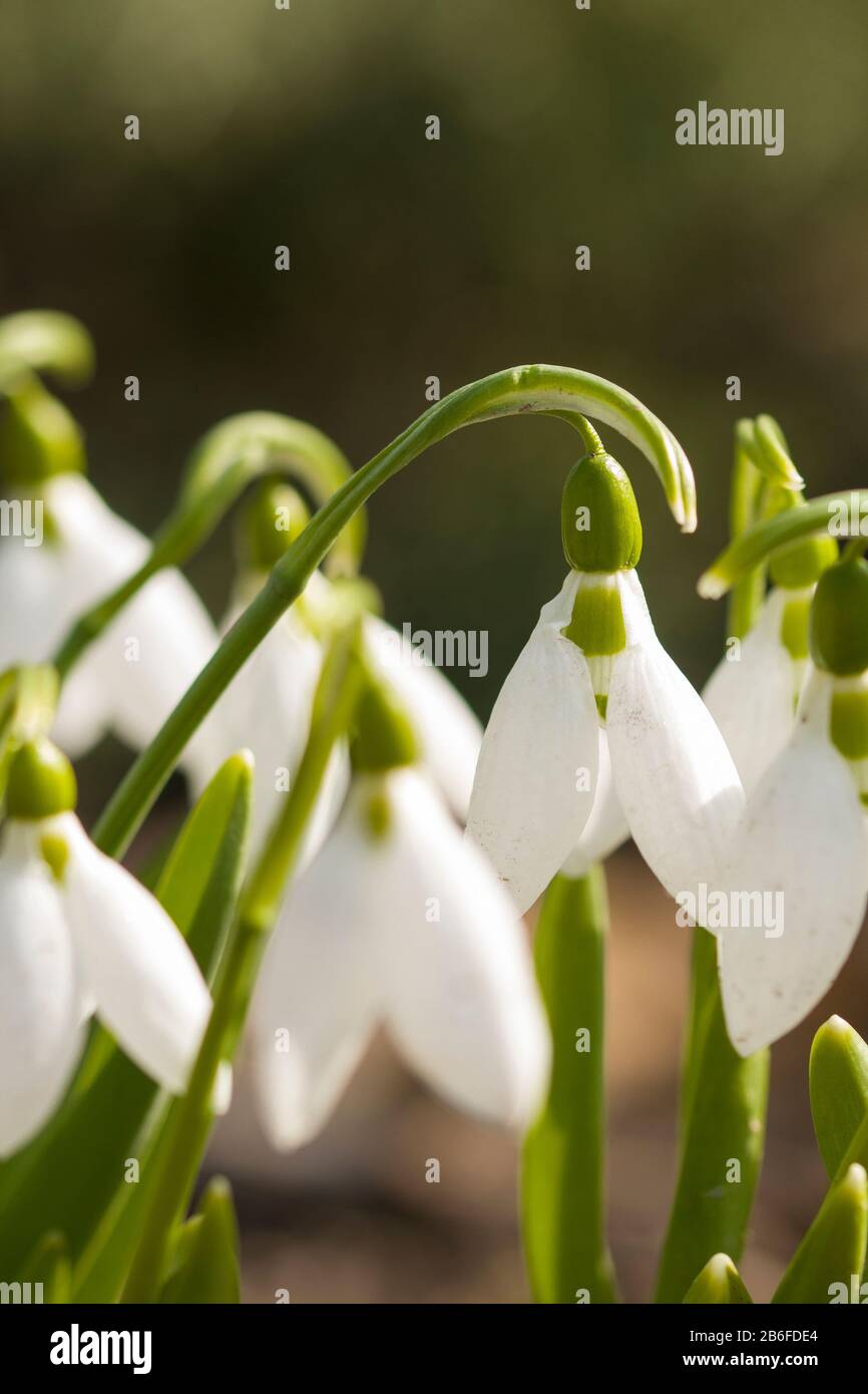 Neve bianca selvaggia da vicino in primavera Foto Stock