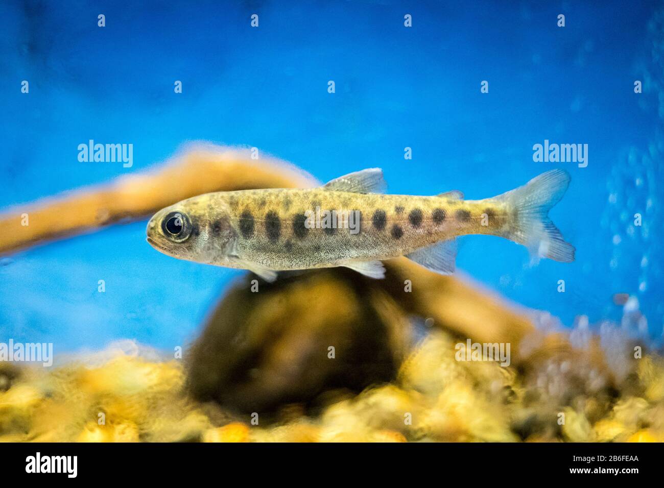 Un salmone Coho (Oncorhynchus kisutch) fingerling (fry) presso il vivaio del fiume Capilano a North Vancouver, British Columbia, Canada. Foto Stock