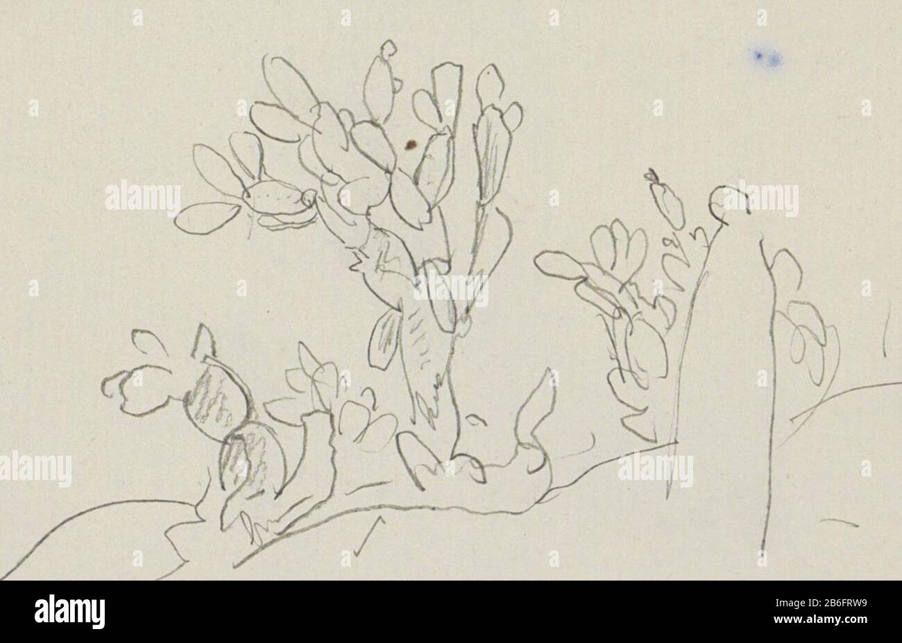 Cactuses pagina 26 da uno sketchbook con 15 bladen. Produttore : artista Marius Bauer Data: 1902 caratteristiche Fisiche: Matita materiale: Matita oggetto: Piante ed erbe : cactus Foto Stock