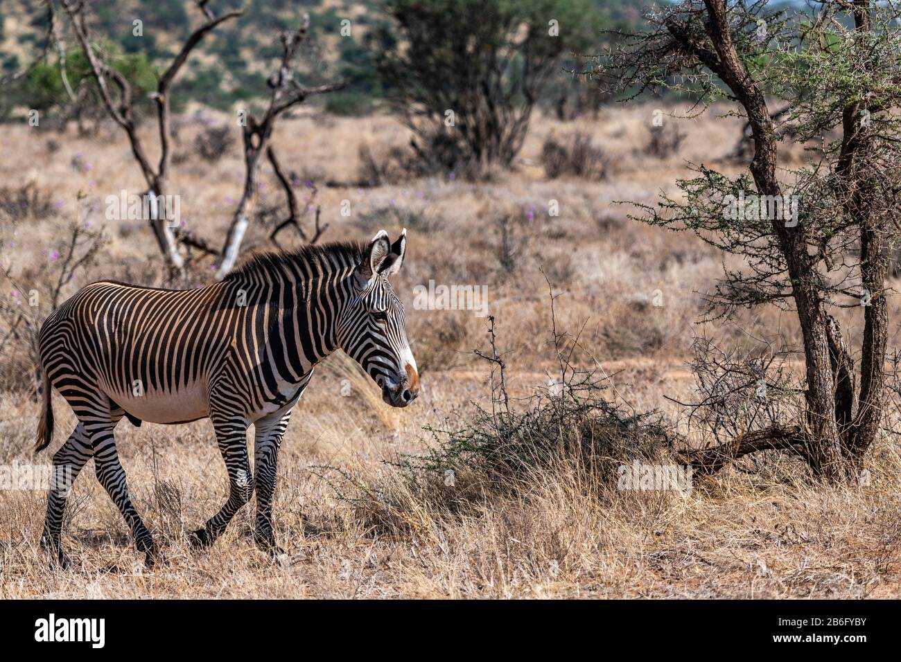 La rara zebra di Grévy, una specie a rischio di estinzione, è la più grande di tutti gli equini selvatici. Vive in prateria semi-arida, Kenya ed Etiopia. Foto Stock