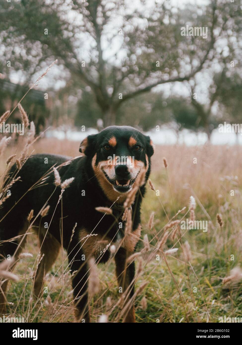 Un cane da pastore felice e sorridente in una fattoria in Australia Foto Stock