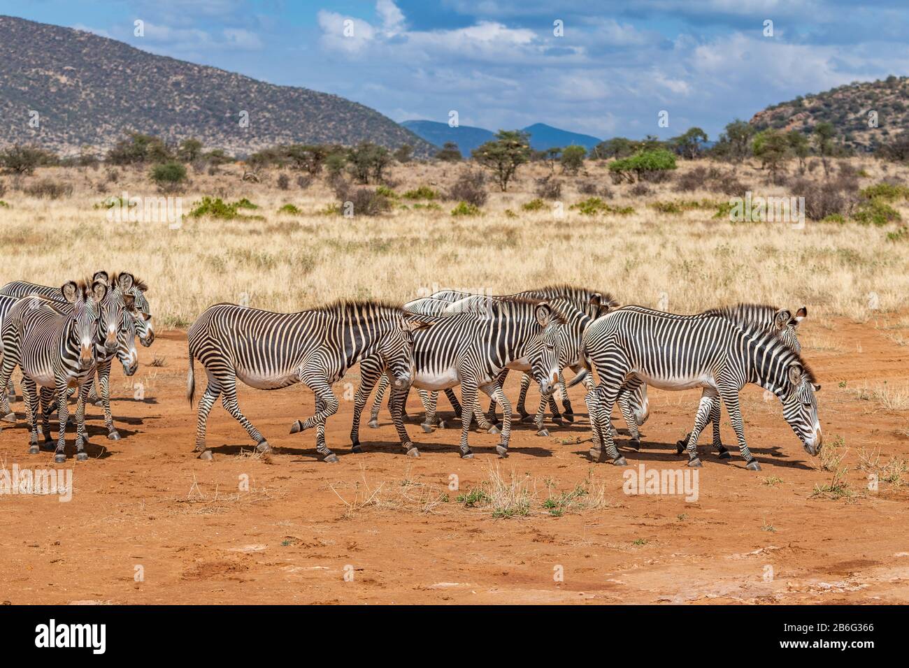 La rara zebra di Grévy, una specie a rischio di estinzione, è la più grande di tutti gli equini selvatici. Vive in prateria semi-arida, Kenya ed Etiopia. Foto Stock