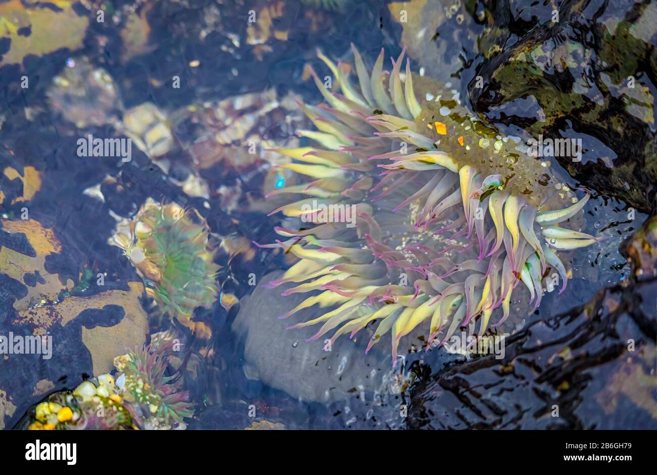 Anemone verde gigante sotto l'acqua in una piscina di marea dell'Oceano Pacifico presso la Riserva Marina Fitzgerald nella California del Nord, nell'area della Baia a sud di San Francisco Foto Stock