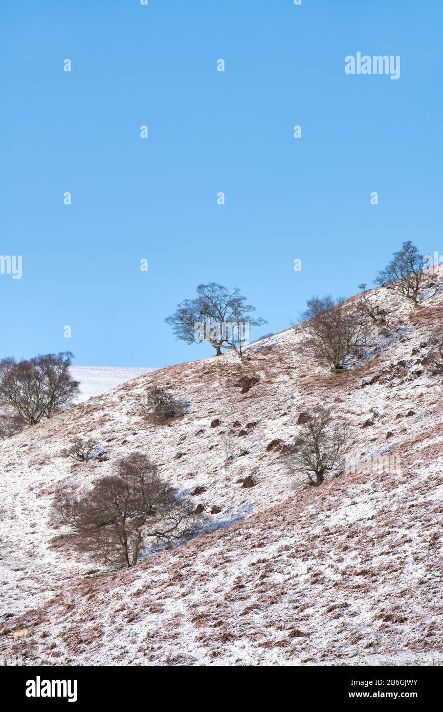 Alberi invernali sul fianco di una collina nella neve nella campagna scozzese. Dumfries e Galloway, confini scozzesi, Scozia Foto Stock