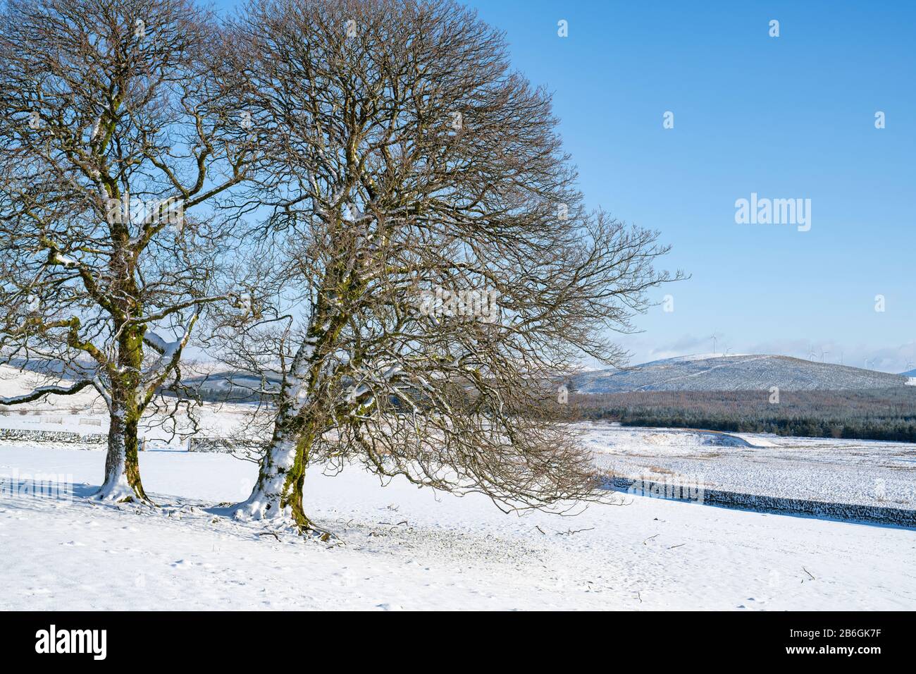 Alberi invernali nella neve nella campagna scozzese. Dumfries e Galloway, confini scozzesi, Scozia Foto Stock