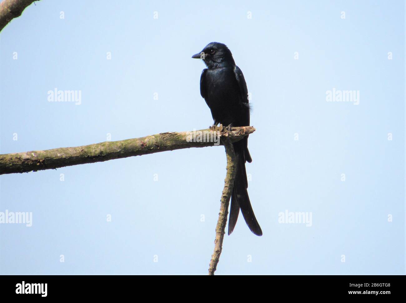 Uccello Del Terai Occidentale, Rohini River Bank Forest, Rupandehi, Nepal Foto Stock