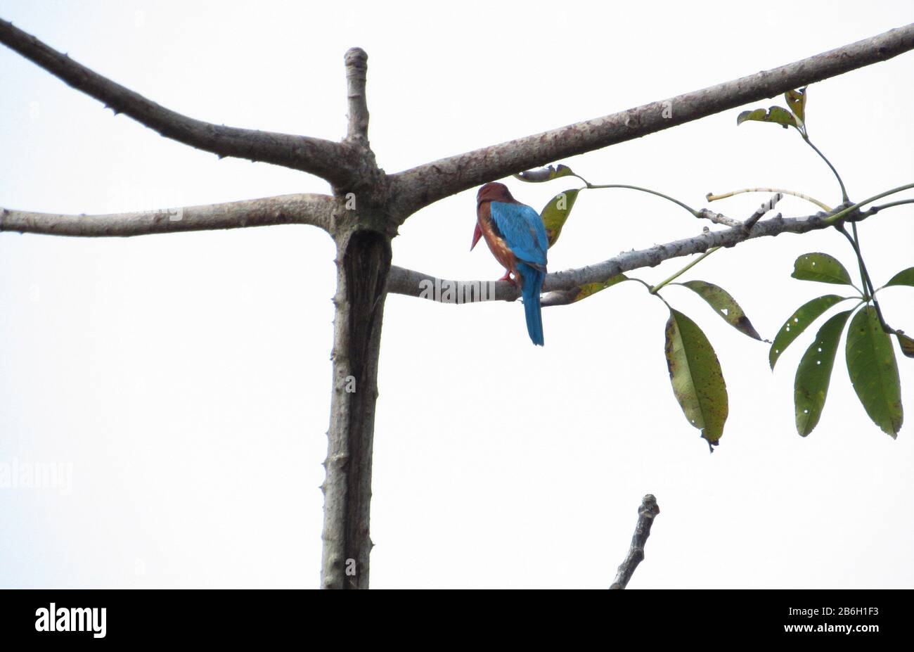 Uccello Del Terai Occidentale, Rohini River Bank Forest, Rupandehi, Nepal Foto Stock