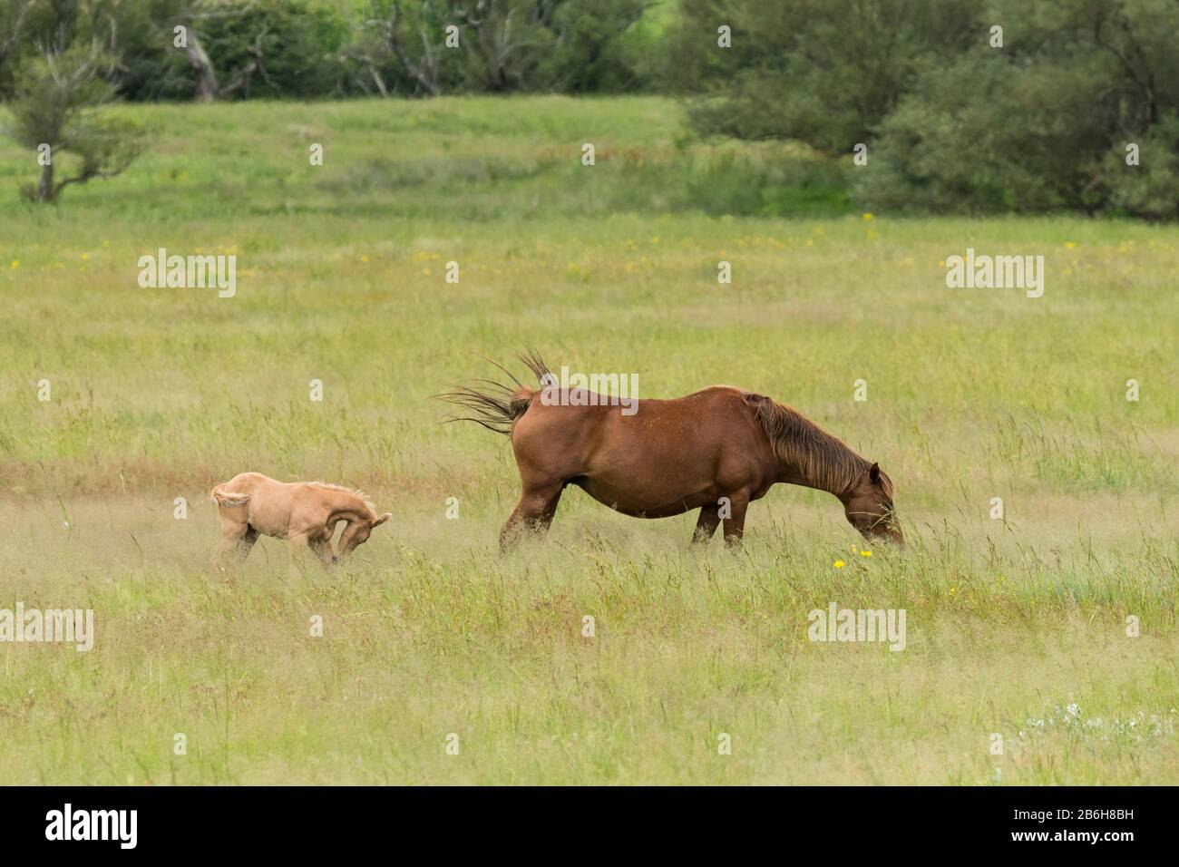 Mare e foal pascolo in un prato, pascolo, campo a Kwazulu Natal, Sudafrica in una fattoria Foto Stock