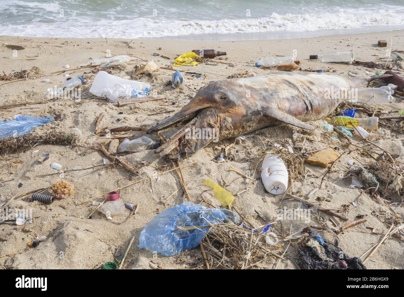 Delfino defunto lavato sulla spiaggia di sabbia è circondato da rifiuti di plastica, bottiglie, sacchetti di plastica e altri detriti di plastica, plastica marina inquinamento Foto Stock