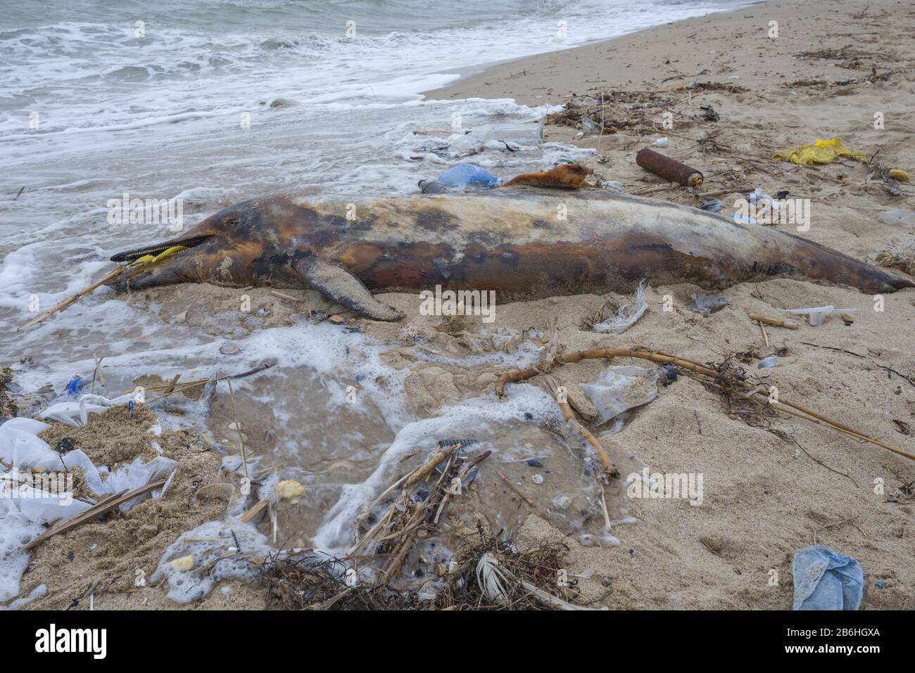 Dead Dolphin lavato sulla spiaggia di sabbia è circondato da immondizia di plastica, bottiglie e altri detriti di plastica, plastica inquinamento marino che uccide marino Foto Stock