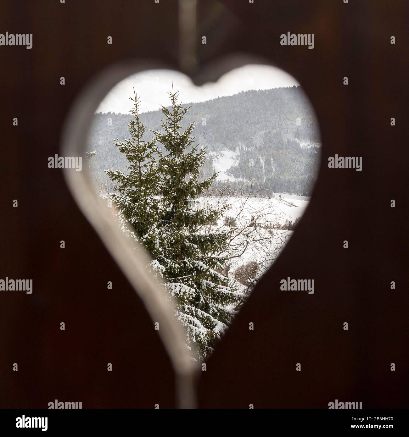 Conifera nevosa, vista attraverso un buco, a forma di cuore, Austria Foto Stock