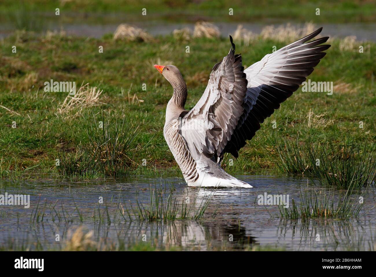 Wing batting Greylag goose (Anser anser), Schleswig-Holstein, Germania Foto Stock