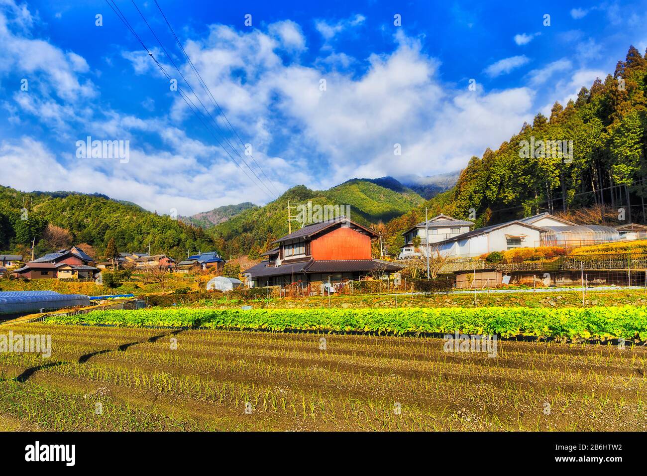 Colture di cipolla primaverile su suolo nero in villaggio agricolo giapponese in remoto fattoria vicino a Kyoto circondata da case agricole e serre. Foto Stock