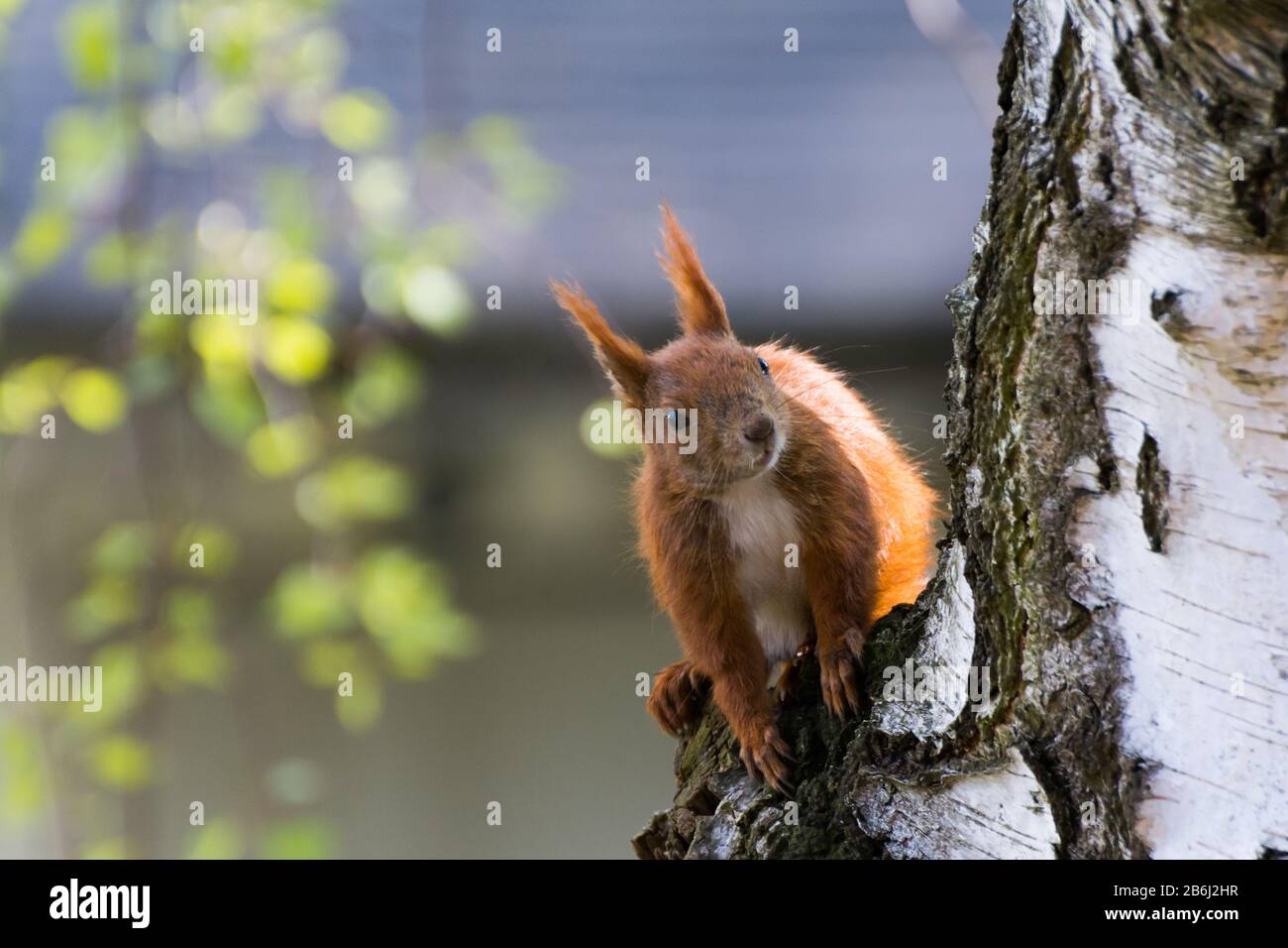 Uno scoiattolo siede su un albero Foto Stock