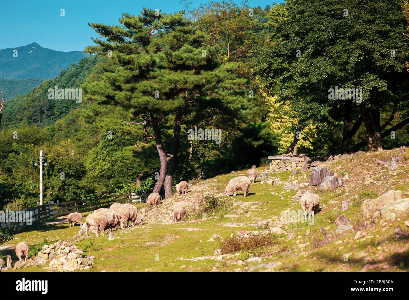 Pecore che mangiano erba in un'ampia fattoria Foto Stock