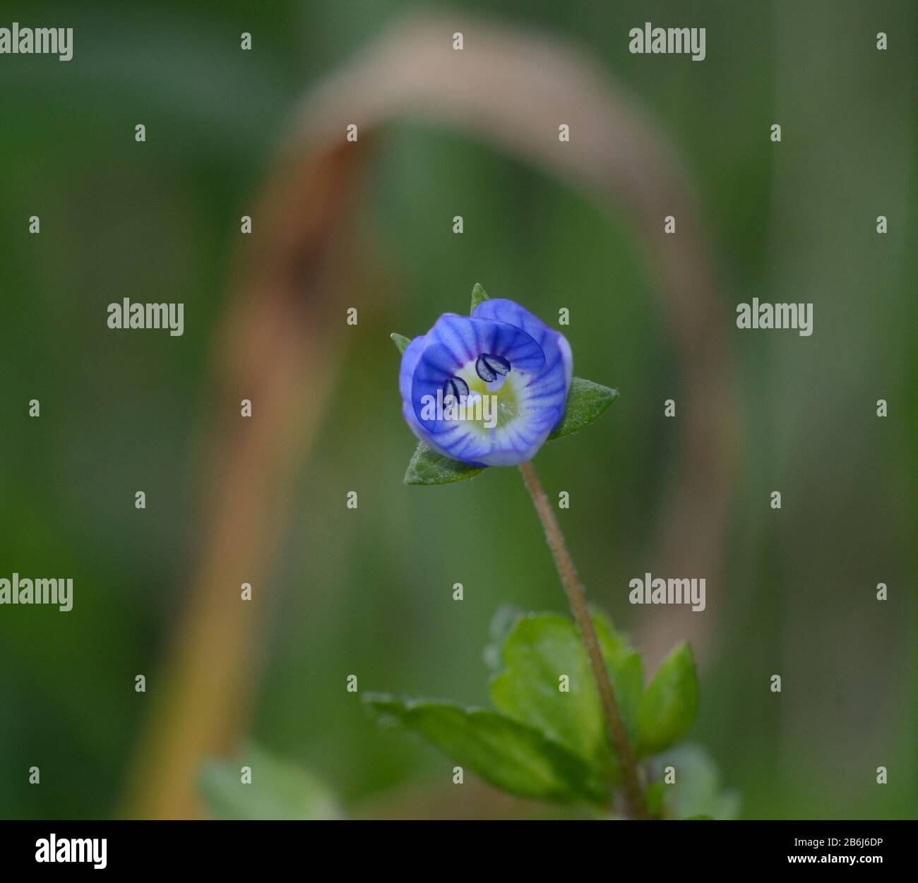 Primo piano di fiori selvatici blu, Veronica Persica, sullo sfondo di erba verde Foto Stock
