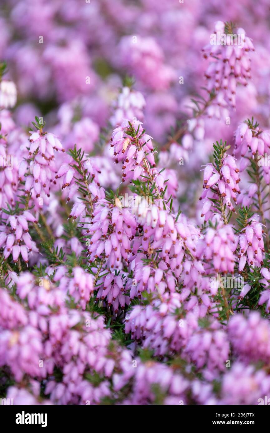 Primi fiori primaverili di Erica carnea R.B. Cooke, Heather R.B. Cooke Foto Stock