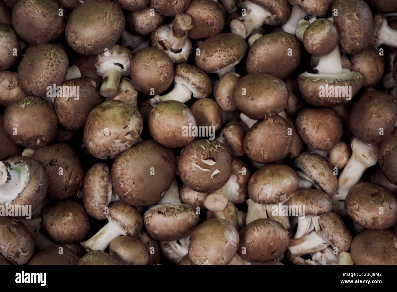 Funghi freschi e biologici nel mercato locale Foto Stock