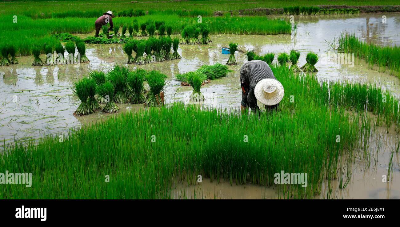 Campo di riso lavoratore Foto Stock