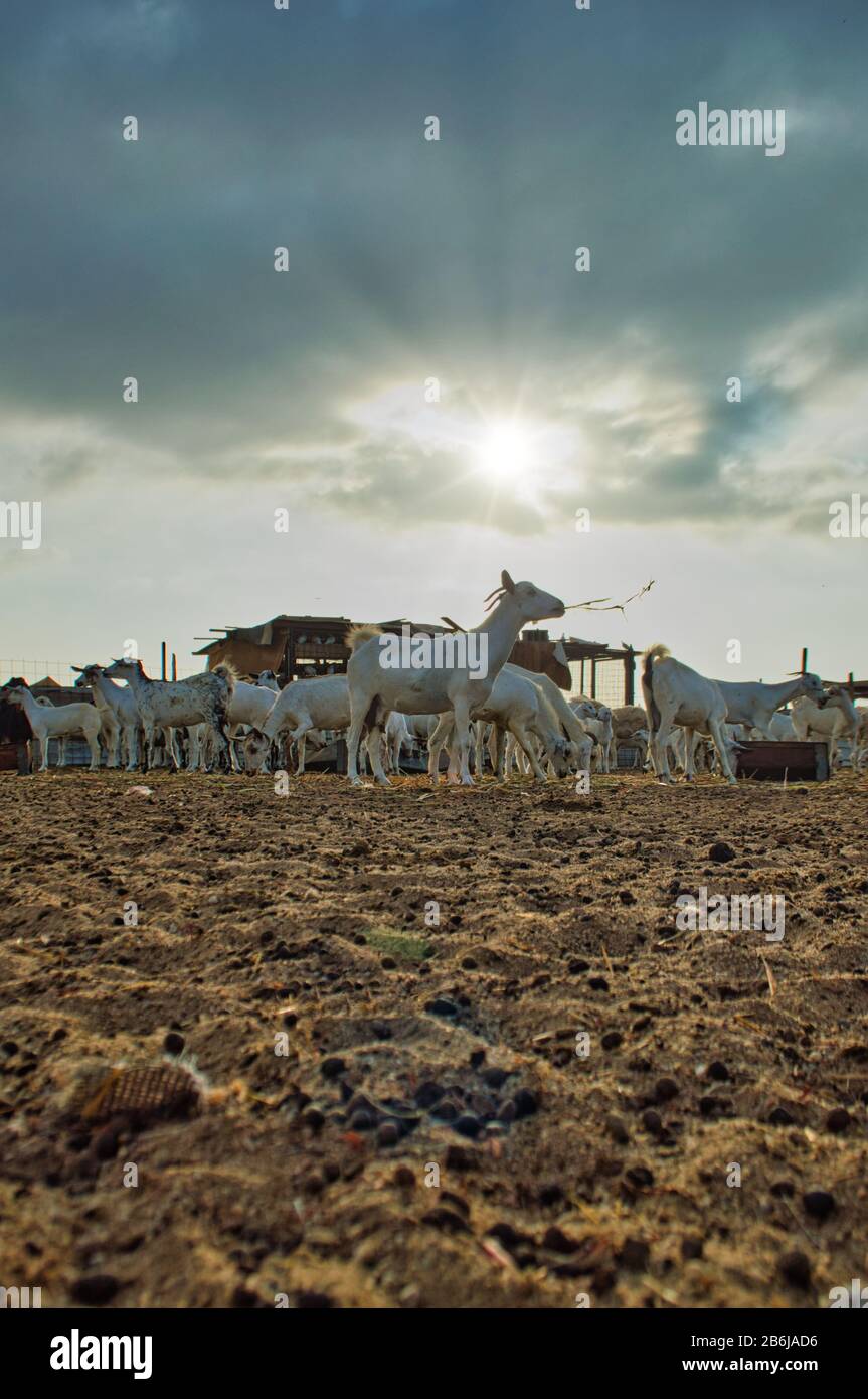 Deserto Saudita e vita desertica Foto Stock