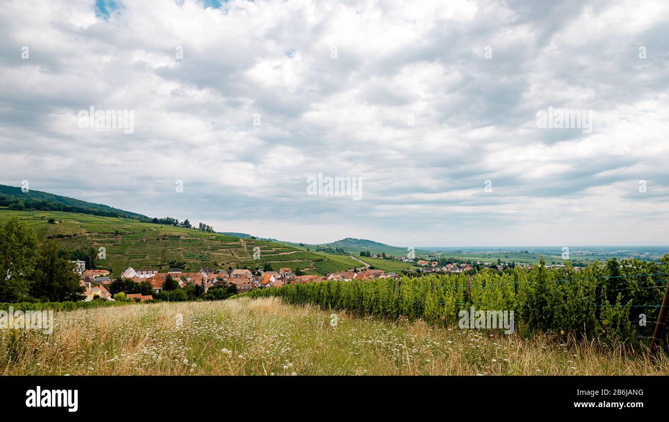 Colline con vigneti in Alsazia, Francia Foto Stock