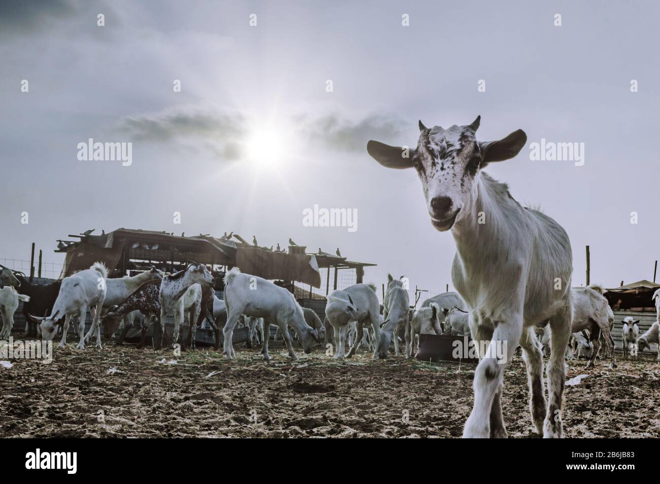 Deserto Saudita e vita desertica Foto Stock