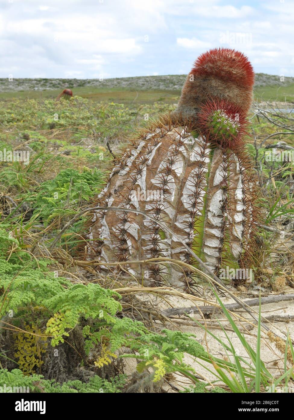 Turks Head Cactus, Turks & Caicos Foto Stock