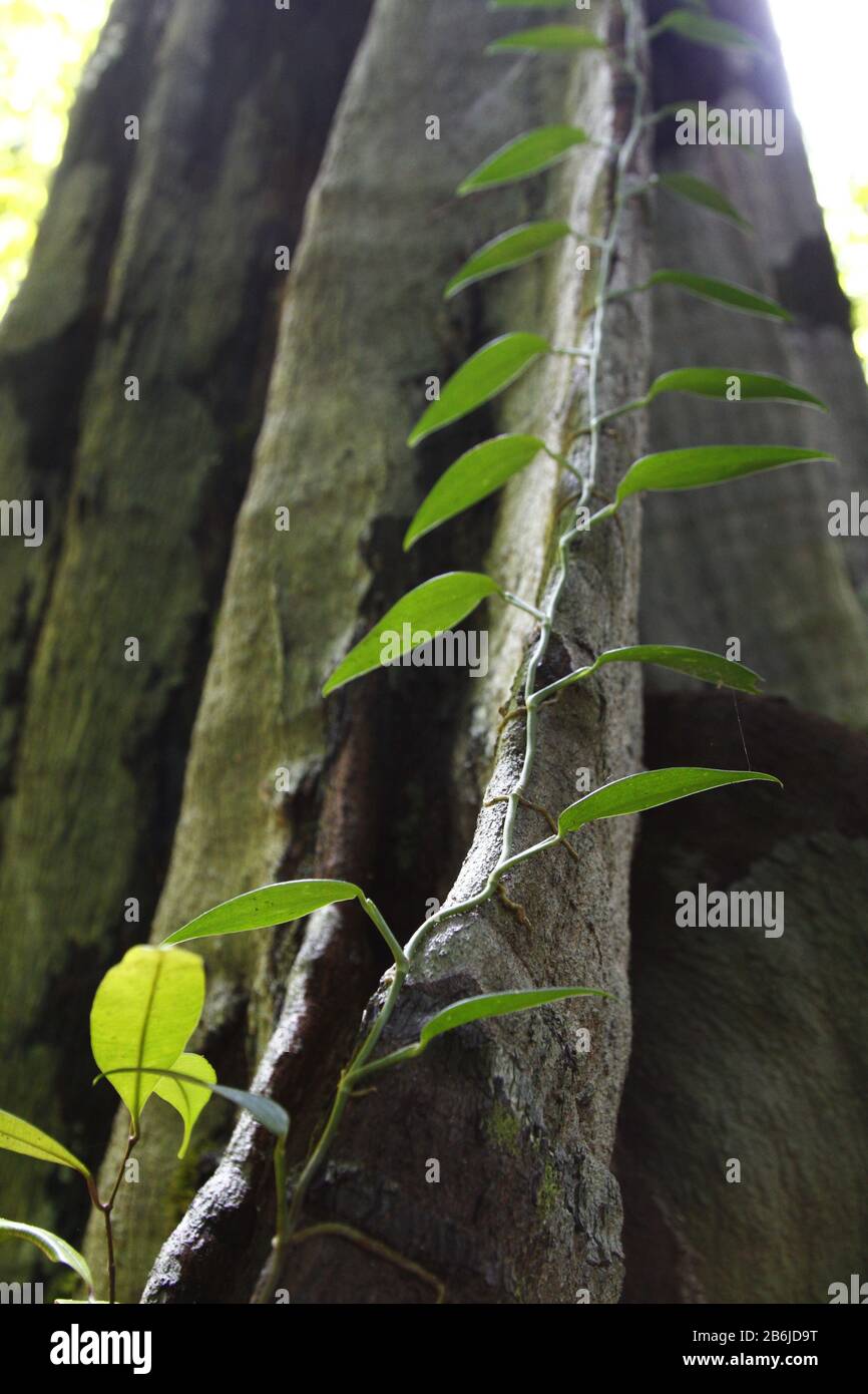 Foresta pluviale vite, Sarawak Foto Stock Foresta pluviale vite, Sarawak Foto Stock