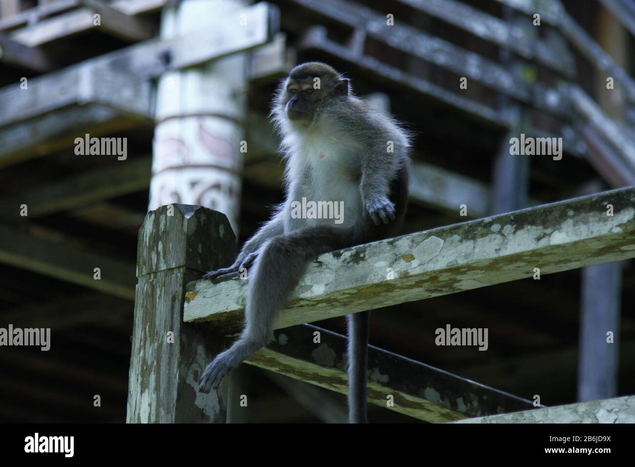 Macaco, Sarawak Foto Stock Macaco, Sarawak Foto Stock