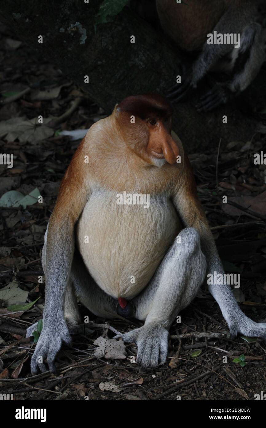 Proboscis Monkey, Sarawak Foto Stock Proboscis Monkey, Sarawak Foto Stock