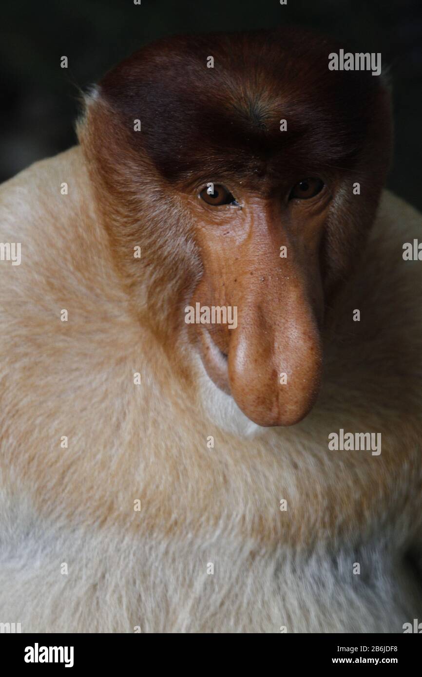 Proboscis Monkey, Sarawak Foto Stock Proboscis Monkey, Sarawak Foto Stock