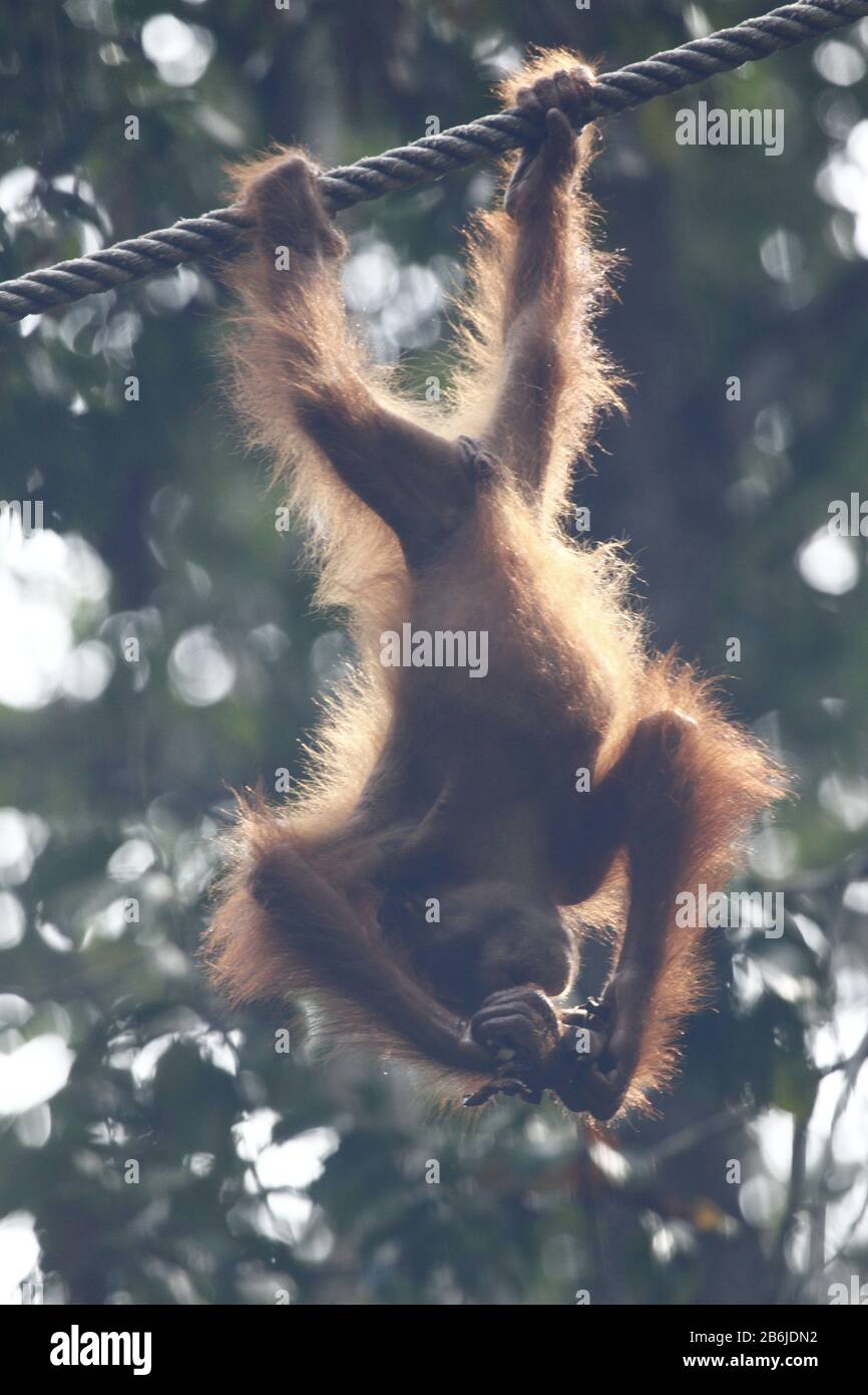 Giovane Orangutan, Sarawak Foto Stock Giovane Orangutan, Sarawak Foto Stock