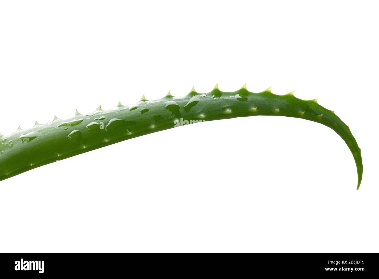 Gocce d'acqua sulla foglia verde di aloe succulente. Foto Stock