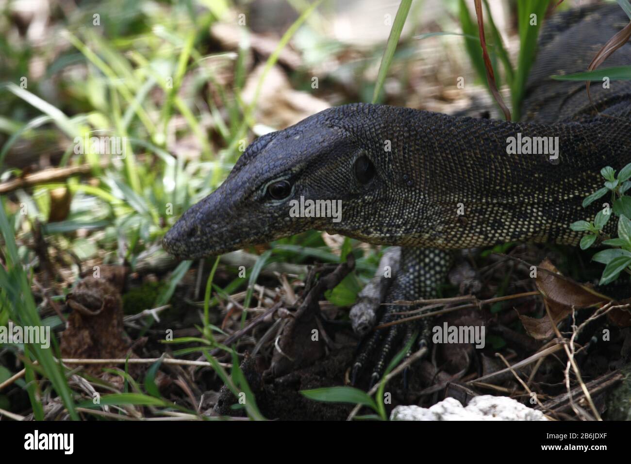 Varanid Lizard, Sarawak Foto Stock