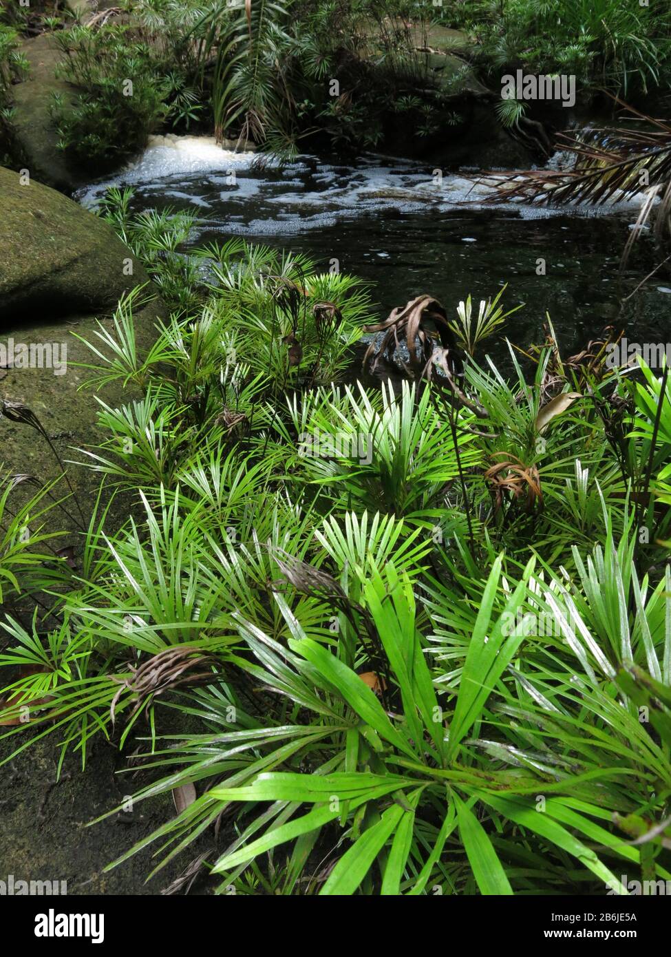 Palms del ventilatore, Sarawak Foto Stock Palms del ventilatore, Sarawak Foto Stock