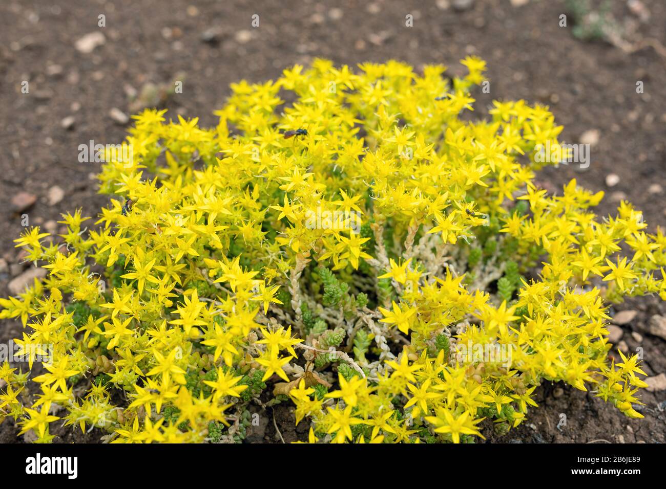 Fiori giallo groundcover Sedum acro. Pane a cucù. Foto Stock