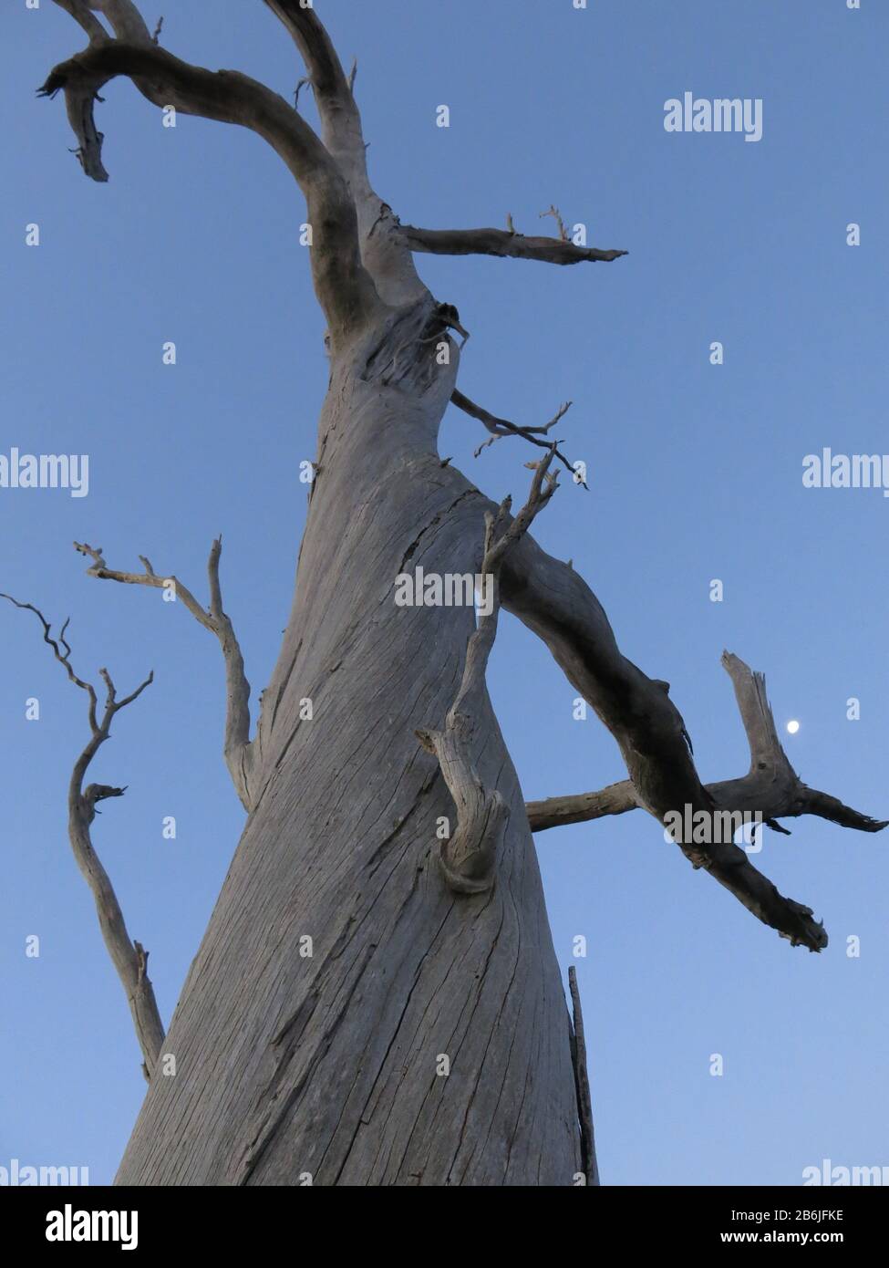 Gum tree and moon, Australia Foto Stock Gum tree and moon, Australia Foto Stock