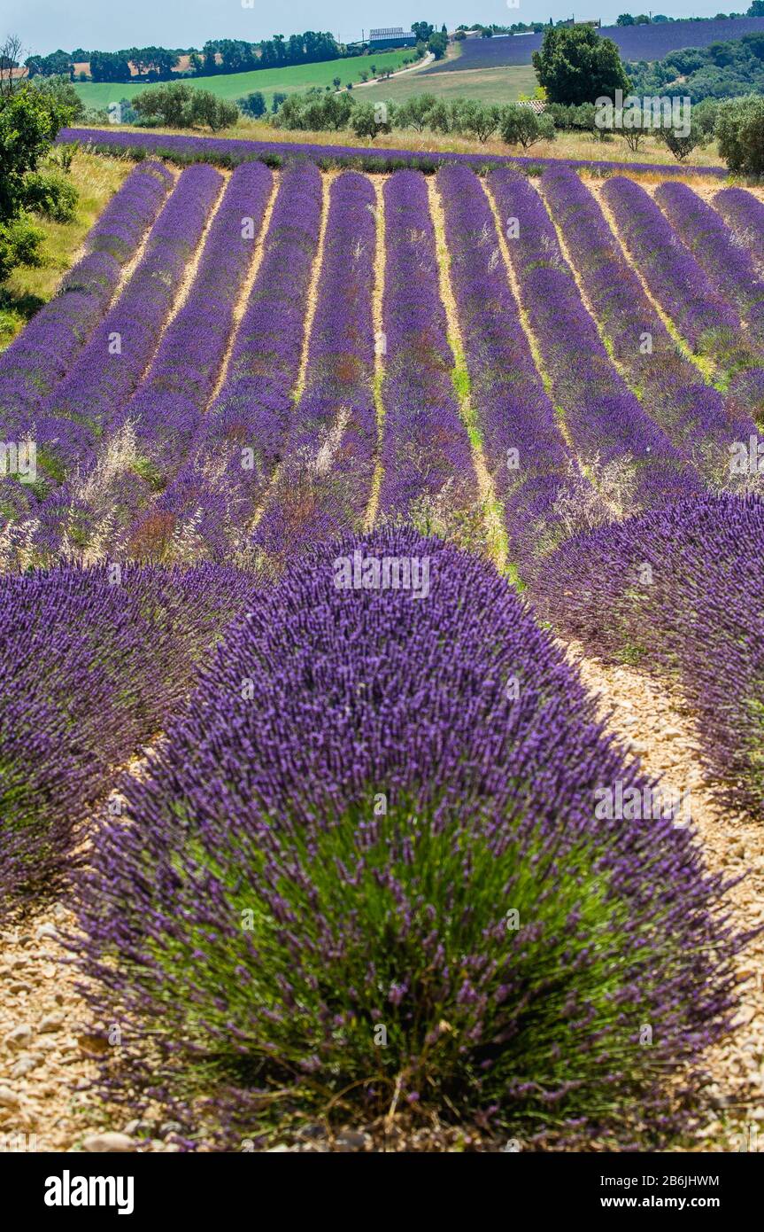 Pittoresco campo di lavanda. Francia. Provenza. Altopiano Valensole. Foto Stock