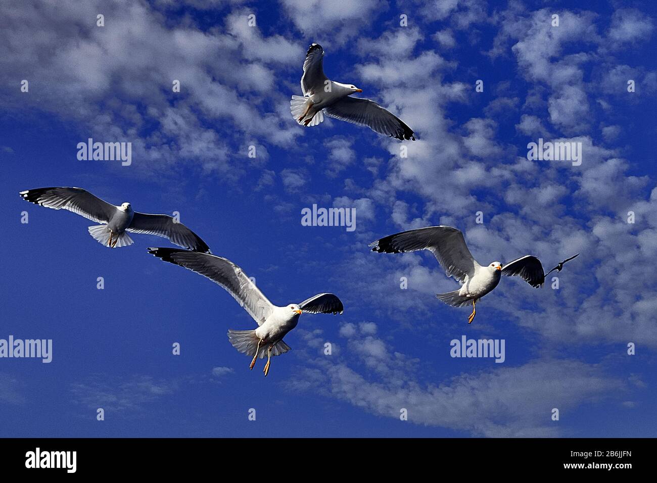 THASSOS Island, Grecia, Europa, gabbiani volare nel cielo del Mar Egeo Foto Stock