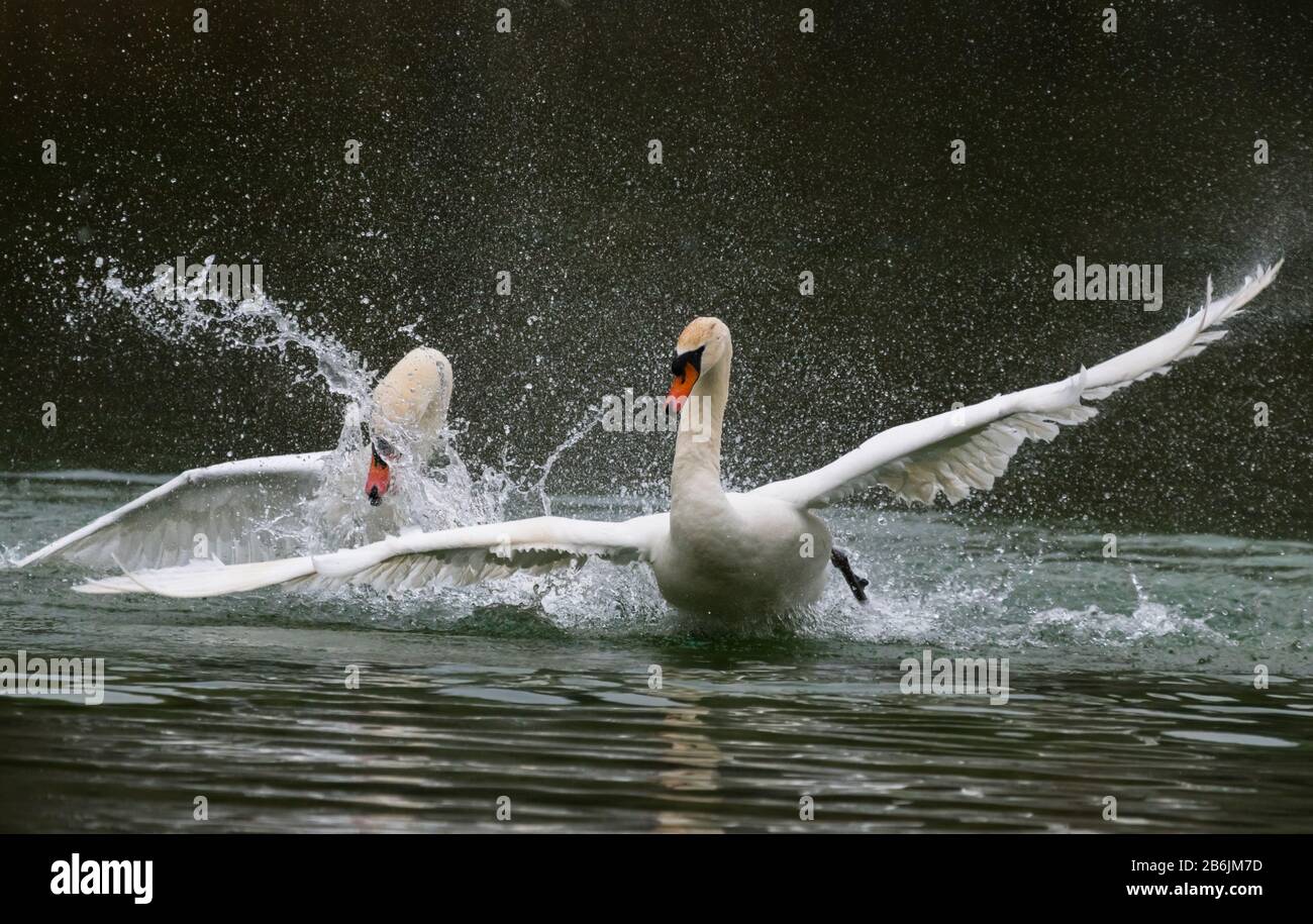 Coppia di White Mute Swans (Cygnus olor) in acqua che si tuffano e si inseguono, su un lago in primavera (marzo) nel West Sussex, Inghilterra, Regno Unito. Foto Stock