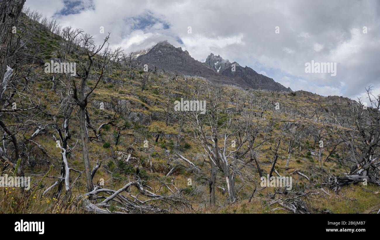 incendio di foresta nelle torri di paine cile Foto Stock