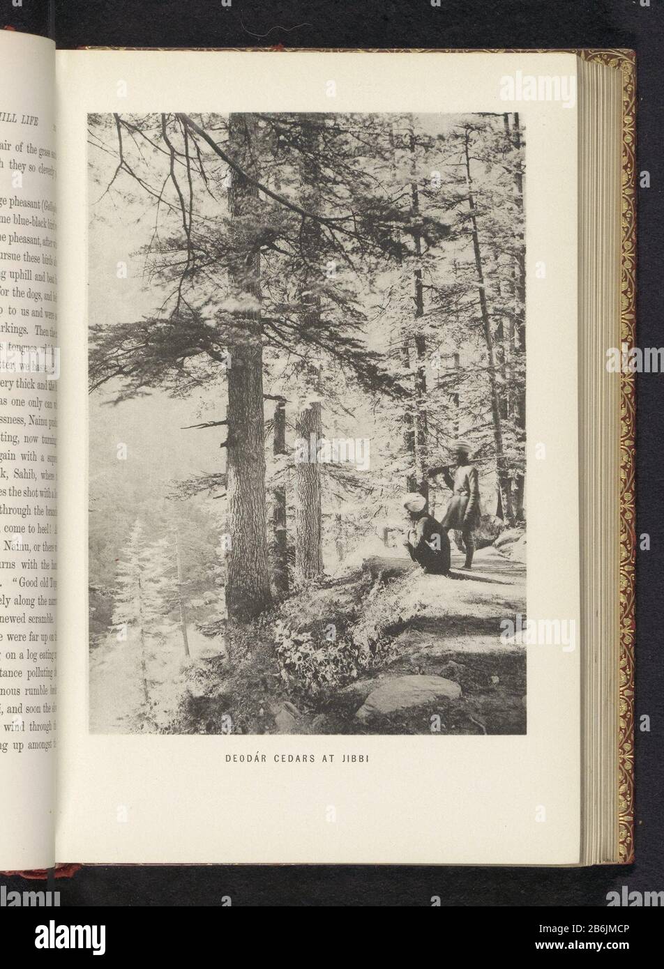 Deodarcaeders in Jibhi-valleiDeodár cedars at Jibbi (title object) Property Type: Photomechanical print page Item number: RP-F 2001-7-437-12 Manufacturer : Photographer: Frederick Saint John Gore Print Author: Anonymous Place manufacture: India Dated: 1890 - or for 1895 Material: Paper Technique: Light pressure: Imprint::: H 168 mm × W 119 mmTotelichtingPrent pagina anteriore 40. Oggetto: Dale, alberi a valle: Cedar Foto Stock