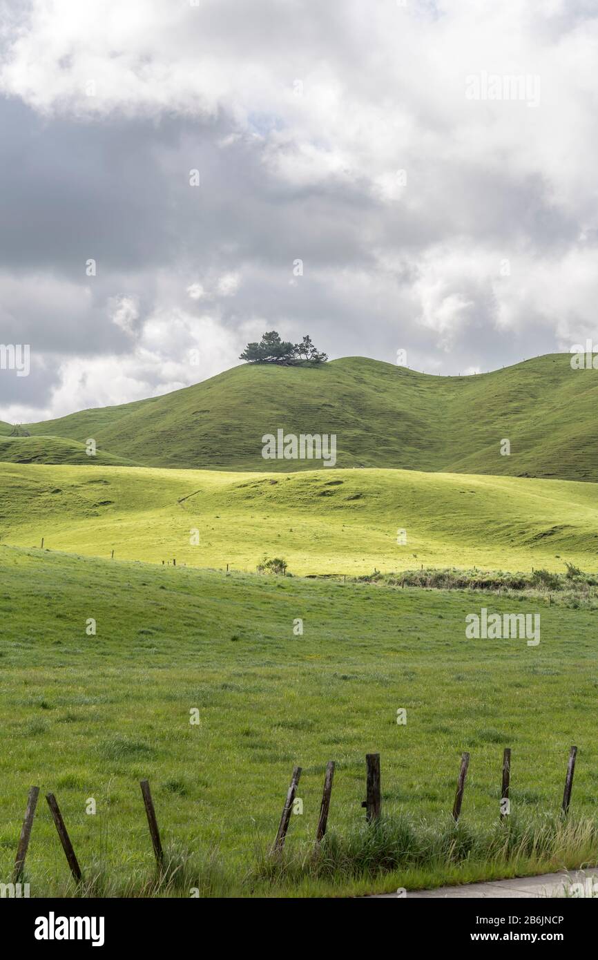 Lievi curve profilo di pendii in verde collinare countyside, sparato in luminosa luce di tarda primavera vicino Whakarewarewa, Waikato, Isola del Nord, Nuova Zelanda Foto Stock