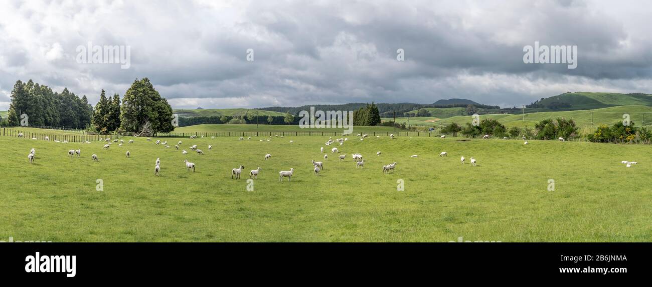 Paesaggio con una miriade di pecore su prati in verde collinare countyside, sparato in luminosa luce di tarda primavera vicino Whakarewarewa, Waikato, Isola del Nord, nuovo Foto Stock