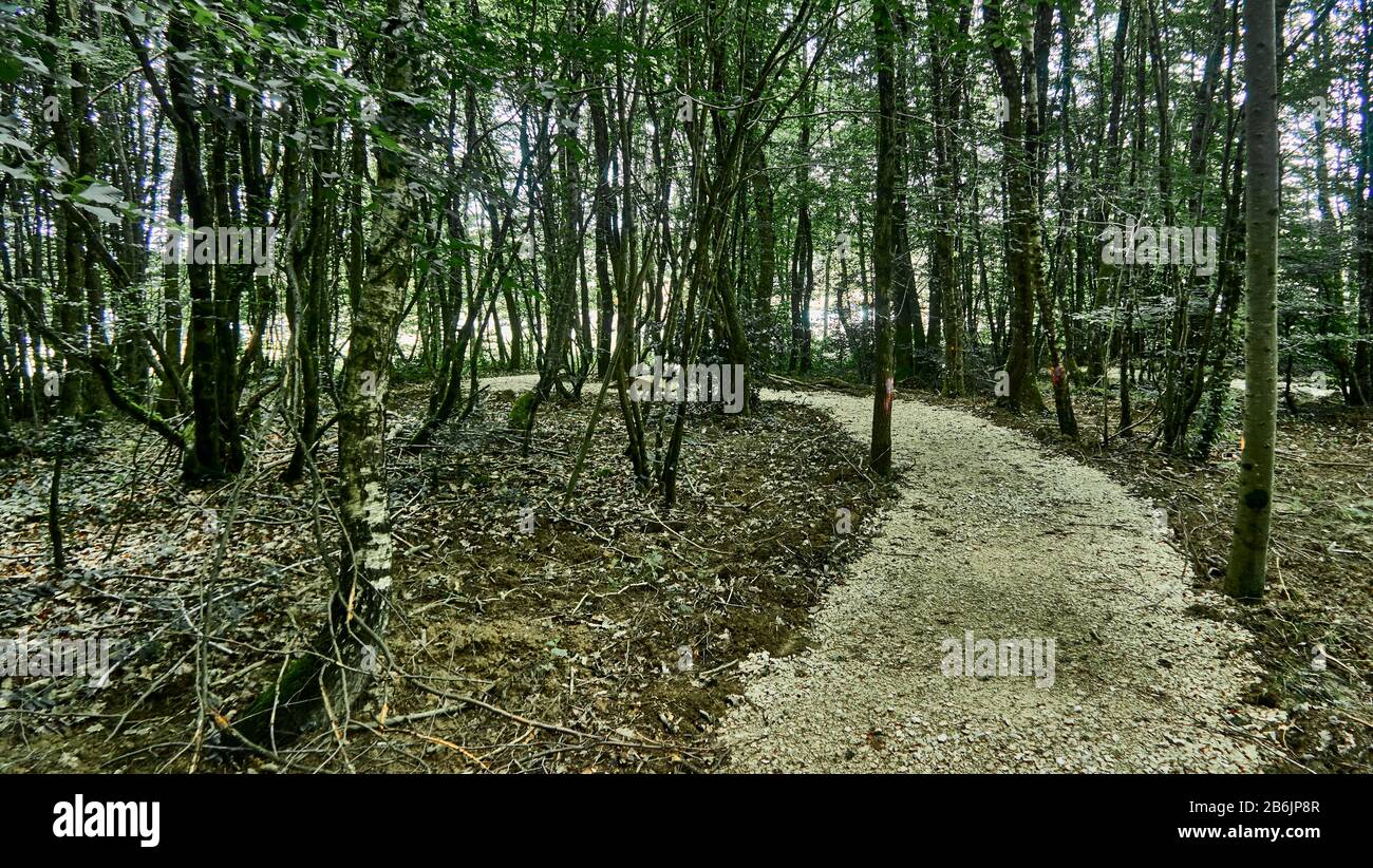 Francia, Ain departement, Auvergne - Rhone - Alpes région. La zona di Cuisiat, sentiero attraverso la foresta nel centro ricreativo la Grange du pin si trova intorno al lago Foto Stock