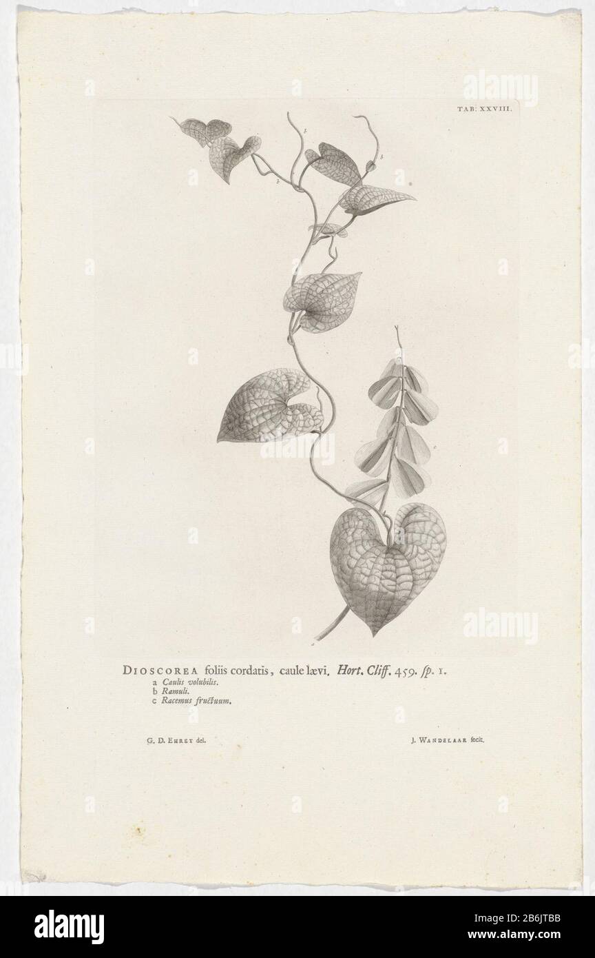 In alto a destra notato: Tab: XXVIII. Produttore : stampatore: Jan Walker (indicato sull'oggetto) al disegno di: Georg Dionys Ehret ( indicato sull'oggetto) Luogo di produzione: Warmond Data: 1738 caratteristiche Fisiche: Acquaforte, e letterpress materiale di stampa: Carta Tecnica: Acquaforte / letterpress formato: Lastra bordo: H 292 mm × W 221 mmToelichtingPrent utilizzato come illustrazione in: Linnaeus, Carolus. Hortus Cliffortianus espositori plantas quas in Hortis tame vivis quam siccis, Hartecampi in Hollandia, coluit (...) Georgius Clifford. Amsterdam: Sinusoidale escluso il 1738. Oggetto: Piante erbacee e flo Foto Stock